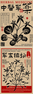 中医草本植物插画海报设计