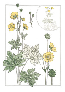 手绘花卉与蝴蝶插画