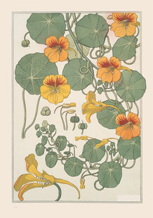 复古风旱金莲植物插画