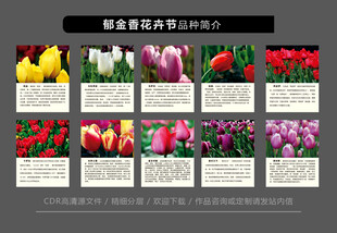 多彩郁金香花卉展示图