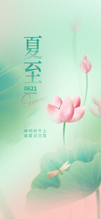 夏至时节荷花绽放图景