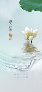 水中绽放的清雅白莲花