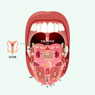 中医舌诊舌象全息矢量图