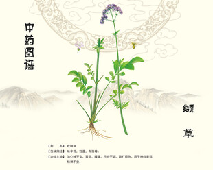 中药材缬草