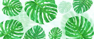 植物玻璃背景墙