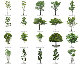 免扣高清景观树常绿造型老桩乔木