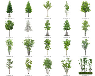 免扣高清景观树常绿造型老桩乔木