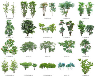 免扣高清景观树常绿造型老桩乔木