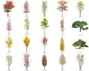 免扣高清景观树莲花植物花卉贴图