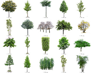 免扣高清景观树莲花植物花卉贴图