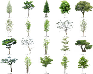 免扣高清景观树莲花植物花卉贴图