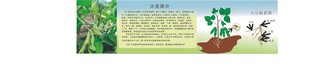 大豆简介