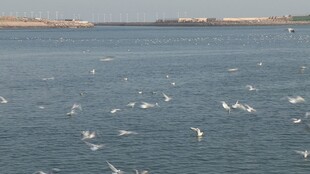 海面群鸟飞翔的美丽景象