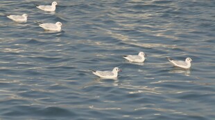 水面上的一群白色飞鸟