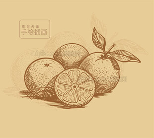 手绘沙糖桔插画