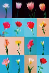 多彩花卉集合展示