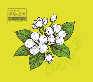 茉莉花手绘插画