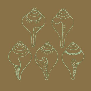 手绘海螺图案集合