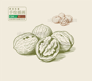 手绘核桃矢量插画