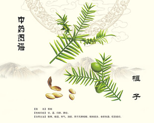 中药榧子展示图