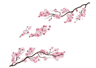 矢量粉色樱花枝插画