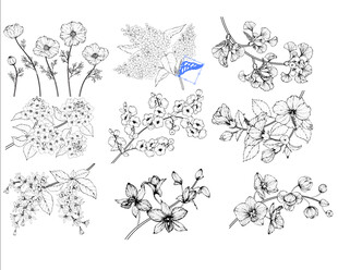手绘花卉植物线稿素材