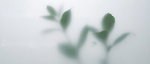 雾气磨砂膜效果绿植贴图