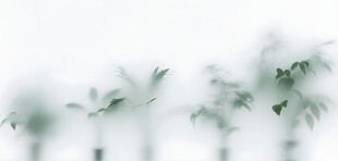 雾气磨砂膜效果绿植贴图