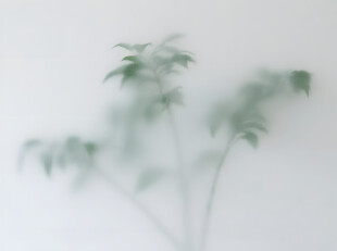 雾气磨砂膜效果绿植贴图