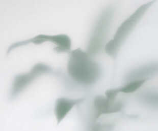 雾气磨砂膜效果绿植贴图