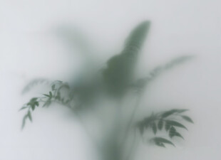 雾气磨砂膜效果绿植贴图