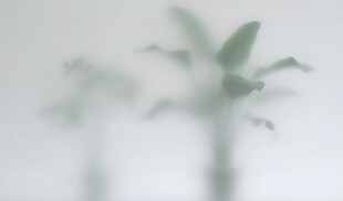 雾气磨砂膜效果绿植贴图