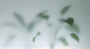 雾气磨砂膜效果绿植贴图