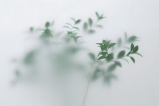 雾气磨砂膜效果绿植贴图
