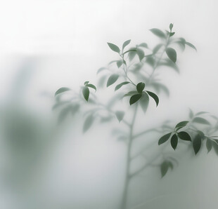 雾气磨砂膜效果绿植贴图