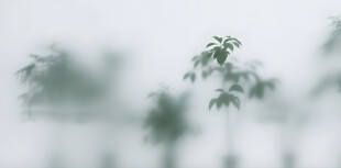 雾气磨砂膜效果绿植贴图