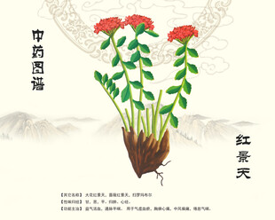 红景天中药材红景天