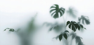 雾气磨砂膜效果绿植贴图