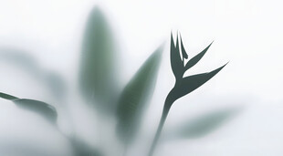 雾气磨砂膜效果绿植贴图