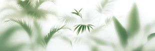 雾气磨砂膜效果绿植贴图