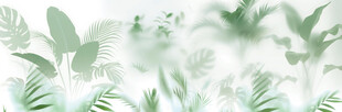 雾气磨砂膜效果绿植贴图