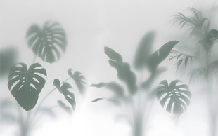 雾气磨砂膜效果绿植贴图