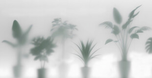 雾气磨砂膜效果绿植贴图