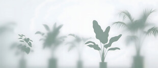 雾气磨砂膜效果绿植贴图