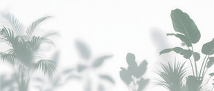 雾气磨砂膜效果绿植贴图