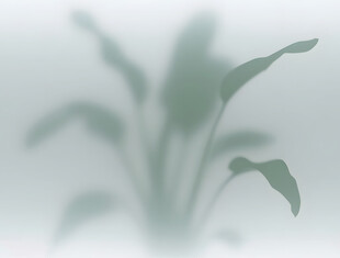 雾气磨砂膜效果绿植贴图