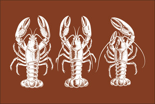 三只龙虾图案设计