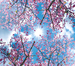 蓝天映衬下的烂漫樱花树