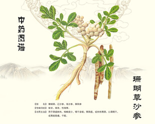 沙参珊瑚草北沙参