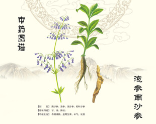 沙参南沙参泡参